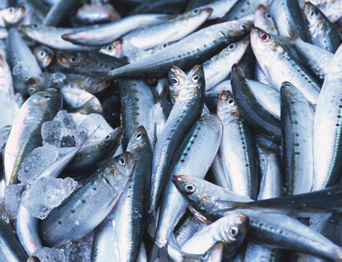 Sardine